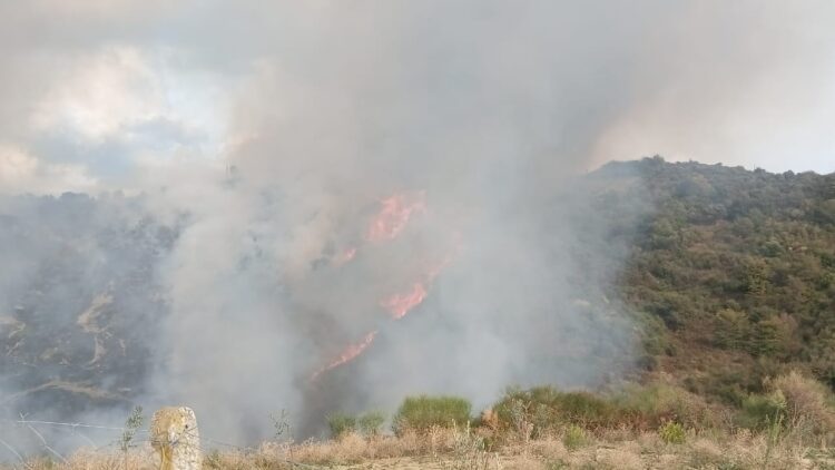 Zjarr masiv në Peqin, flakët përfshijnë sipërfaqen e madhe me pemë