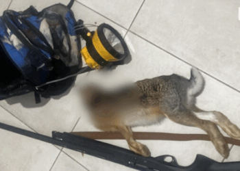 Maliq – Tre persona kapen në flagrancë duke kryer gjueti të paligjshme, procedohen penalisht