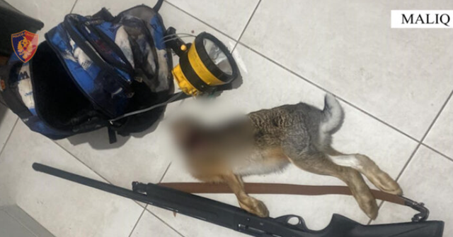 Maliq – Tre persona kapen në flagrancë duke kryer gjueti të paligjshme, procedohen penalisht