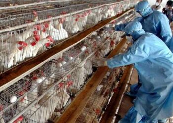 BE ngre alarmin për gripin e shpendëve në disa shtete, mbi 161 mijë zogj do të theren