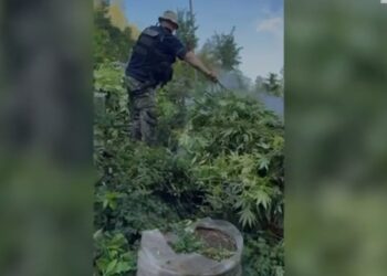 Zbulohen mbi 4 mijë bimë narkotike në Shkodër, procedohen penalisht 5 kryetarë fshatrash