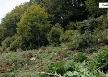 Asgjësohen mbi 4 mijë bimë kanabisi në Shkodër, vihen nën hetim 5 kryepleq