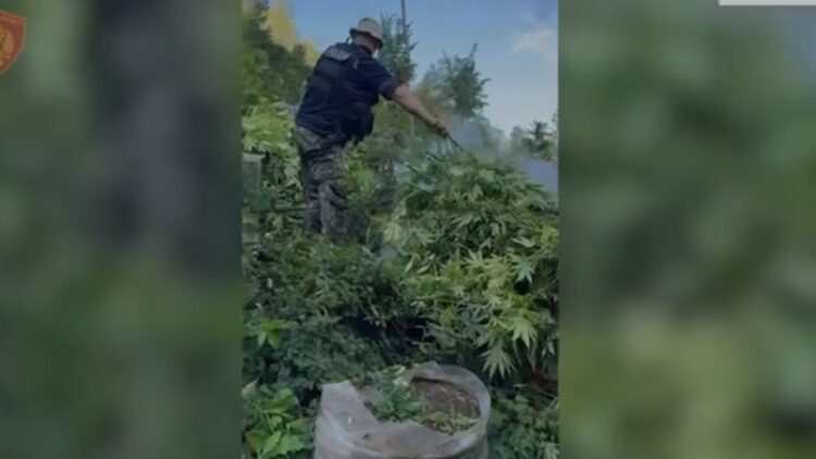 Zbulohen mbi 4 mijë bimë narkotike në Shkodër, procedohen penalisht 5 kryetarë fshatrash