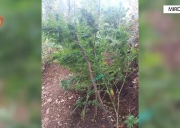 Zbulohet parcela me kanabis në Mirditë, kapet në flagrancë kultivuesi