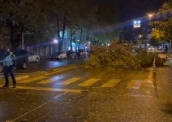 Reshjet e shiut dhe era e fortë rrëzojnë pemën, bllokohet rruga në Shkodër