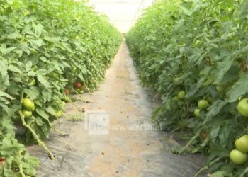 Zyrtare/ TVSH në bujqësi ishte 0, Qeveria vendos ta bëjë 10% dhe do t’ua kompensojë fermerëve