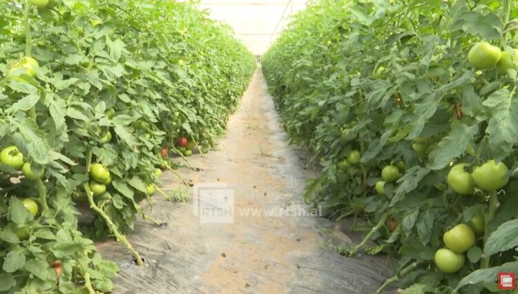 Zyrtare/ TVSH në bujqësi ishte 0, Qeveria vendos ta bëjë 10% dhe do t’ua kompensojë fermerëve