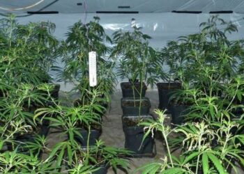 Bilisht – Zbulohet një shtëpi bari, policia shoqëron disa persona