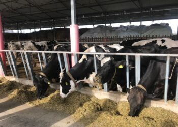 Misër serb kancerogjen/ AKU bllokon kamionët me ushqim për kafshët me origjinë nga Beogradi