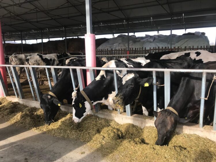 Misër serb kancerogjen/ AKU bllokon kamionët me ushqim për kafshët me origjinë nga Beogradi