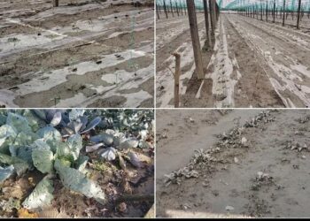 “Miliona lekë dëme”, fermerët e Dimalit: Asnjë institucion s’ka ardhur për vlerësimin