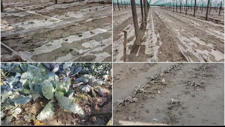 “Miliona lekë dëme”, fermerët e Dimalit: Asnjë institucion s’ka ardhur për vlerësimin