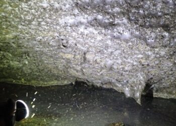 Zbulohet rrjeta më e madhe e merimangave në botë në kufirin Shqipëri–Greqi