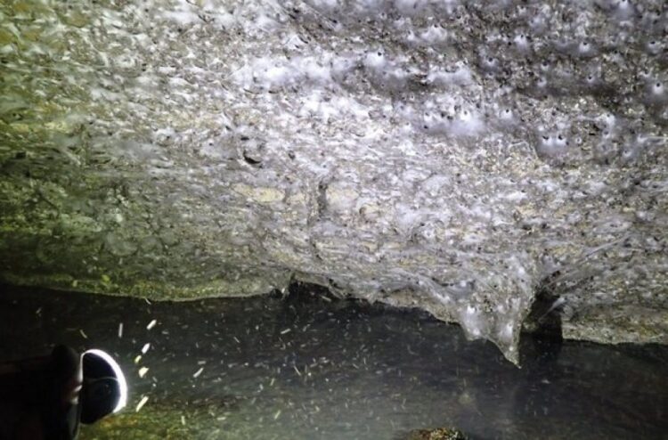 Zbulohet rrjeta më e madhe e merimangave në botë në kufirin Shqipëri–Greqi