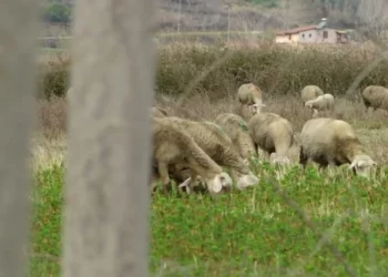 U merrnin 500 mijë lekë fermerëve për t’i kualifikuar në subvencione, pezullohen inspektorët