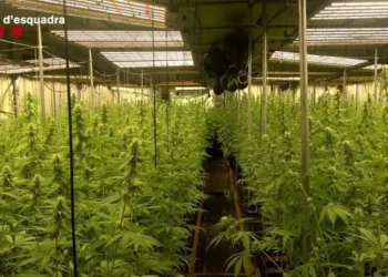 Banda shqiptare dhe një spanjoll, para gjykatës për kultivimin e kanabisit në Katalonjë