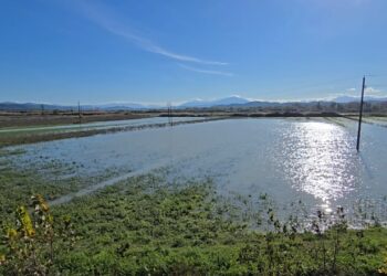 Në Fier, 80 ha tokë ende nën ujë/ Banorët: Nuk na japin dëmshpërblim, asnjë komision s’ka ardhur!