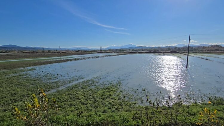 Në Fier, 80 ha tokë ende nën ujë/ Banorët: Nuk na japin dëmshpërblim, asnjë komision s’ka ardhur!