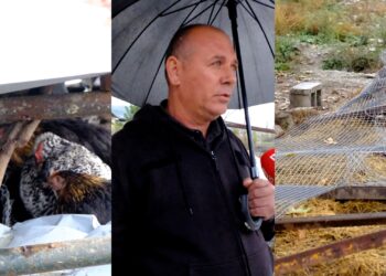 IMT nis shembjen e kotecëve në fshatrat e Tiranës, gjobit me miliona lekë banorët “kriminelë”