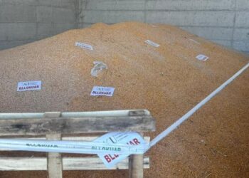 Bllokohen edhe 420 ton misër të ardhur nga Serbia, dyshohet me përmbajtje të lartë aflatoksine