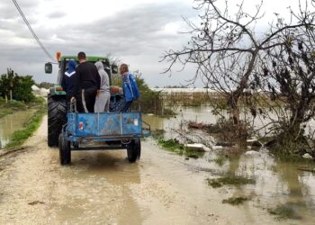 Semani del nga shtrati, prodhimi kalbet, fermerët kërkojnë ndihmë