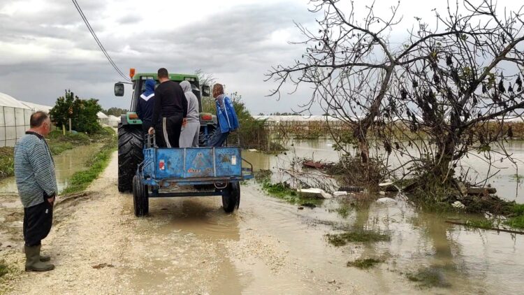 Semani del nga shtrati, prodhimi kalbet, fermerët kërkojnë ndihmë