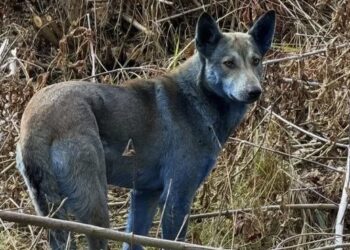 Zbulohet misteri i qenit blu në centralin bërthamor të Çernobilit