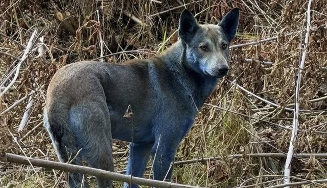 Zbulohet misteri i qenit blu në centralin bërthamor të Çernobilit