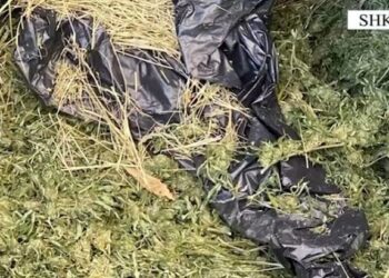 Goditet grupi i drogës në Shkodër, 6 të arrestuar (EMRAT)