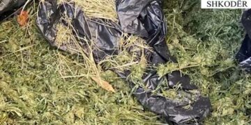 Goditet grupi i drogës në Shkodër, 6 të arrestuar (EMRAT)