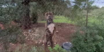 E ëma e 2-vjeçarit flet pas ngjarjes tragjike: Pitbulli u trondit nga të shtënat e gjuetarëve