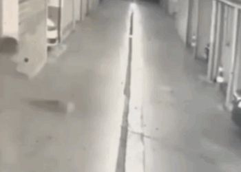 Video e re nga hetimet: Makina e autorëve del nga garazhi pak para vrasjes në Elbasan