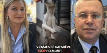 Blerta Bime e AMK, natën i helmon qentë, ditën bën korrupsion me Albert Metanin: 400 MLN lekë tendera ilace dhe ushqim për kafshët