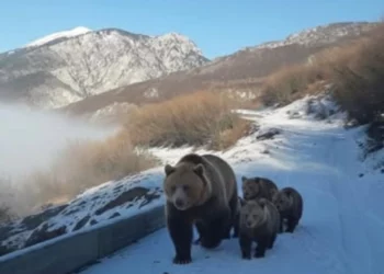 Pamje të rralla në Kukës, banori i zonës ndeshet në rrugë me arushën dhe tre këlyshët e saj