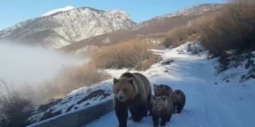 Pamje të rralla në Kukës, banori i zonës ndeshet në rrugë me arushën dhe tre këlyshët e saj