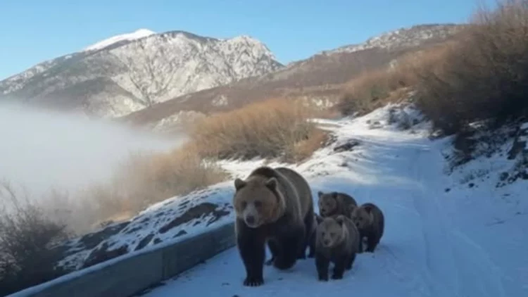 Pamje të rralla në Kukës, banori i zonës ndeshet në rrugë me arushën dhe tre këlyshët e saj