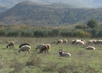 Ngjarje e pabesueshme në Peqin: I moshuari helmon tokën dhe vret 12 bagëti