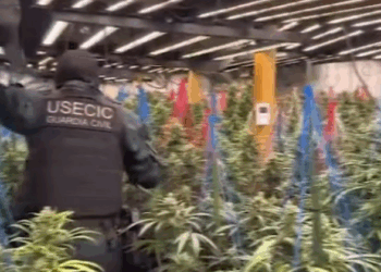 Kapet banda shqiptare që kultivonte drogë në Spanjë, arrestohen 9 persona