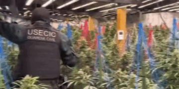 Kapet banda shqiptare që kultivonte drogë në Spanjë, arrestohen 9 persona