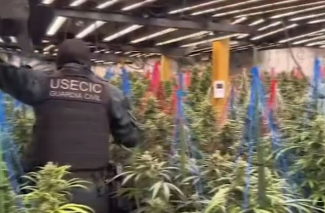 Kapet banda shqiptare që kultivonte drogë në Spanjë, arrestohen 9 persona