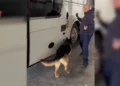 Sekuestrohet drogë, armë dhe mijëra euro në Portin e Durrësit! Arrestohet shoferi i autobusit