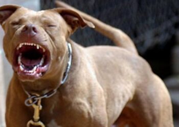 E rëndë në Greqi! Pitbulli sulmon për vdekje fëmijën 18 muajsh të shqiptarit