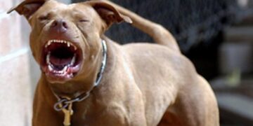 E rëndë në Greqi! Pitbulli sulmon për vdekje fëmijën 18 muajsh të shqiptarit