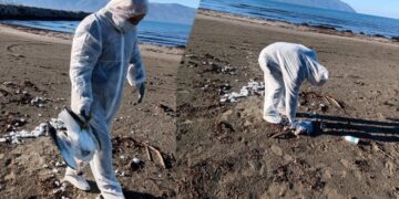 Qindra shpendë ngordhin në fshatin Krapës në Fier, dyshohet gripi i pulave