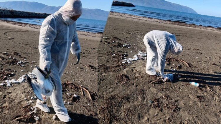 Qindra shpendë ngordhin në fshatin Krapës në Fier, dyshohet gripi i pulave