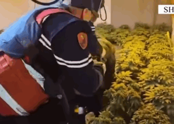 Zbulohet shtëpia e barit në Shkodër, arrestohet 22-vjeçari dhe punonjësi i OSHEE (Emrat)