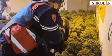 Zbulohet shtëpia e barit në Shkodër, arrestohet 22-vjeçari dhe punonjësi i OSHEE (Emrat)