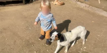 Fëmija shqiptar u sulmua për vdekje nga qeni pitbull, familja kishte një strehë për mbrojtjen e kafshëve