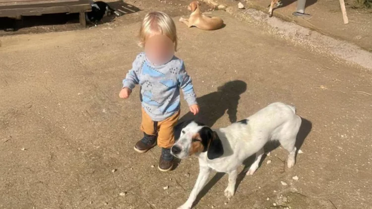 Fëmija shqiptar u sulmua për vdekje nga qeni pitbull, familja kishte një strehë për mbrojtjen e kafshëve