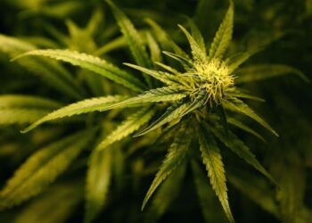 Gjermani/ Mbollën mijëra rrënjë kanabis dhe panifikonin të rrëmbenin një person, 7 shqiptarët para gjykatës